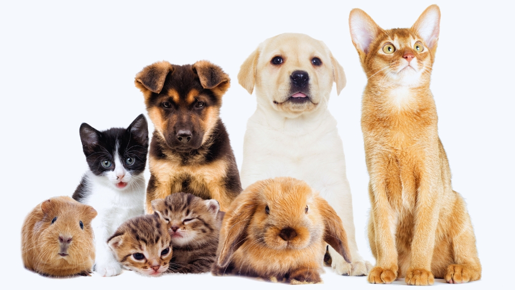 Online-based company ‘Chaldal’ is the country's largest supplier of pet care products.